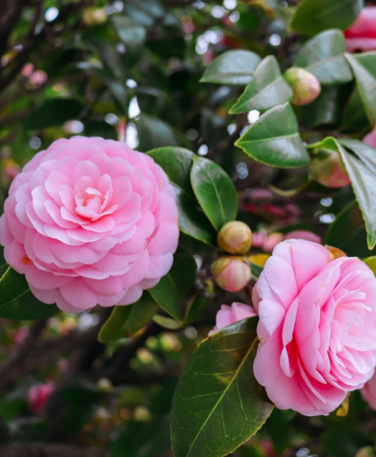 Camellia Nuccio S Cameo Pink Elegance The Plant Store