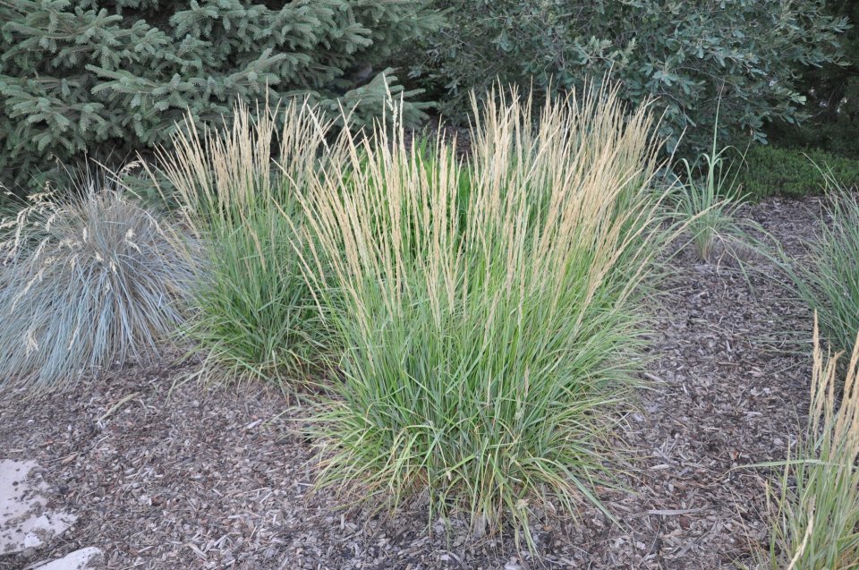 Calamagrostis X Acutiflora Overdam Variegated Feather Reed Grass The Plant Store Nz