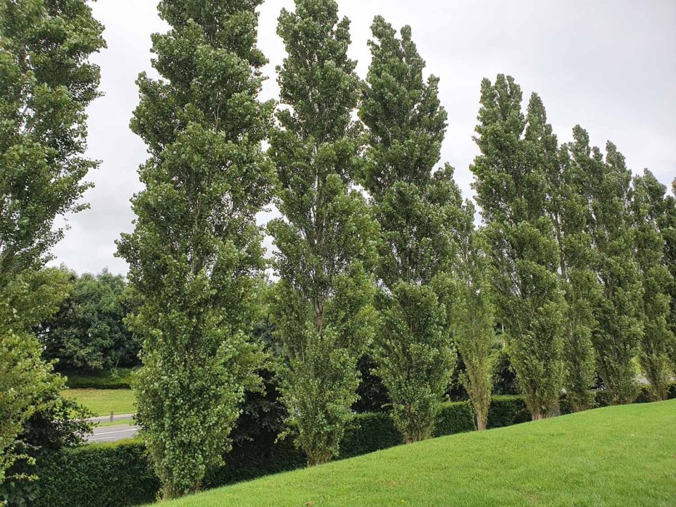 poplar-lombardy