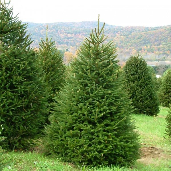 Picea Abies | Norway Spruce | The Plant Store NZ