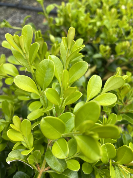 Buxus Independence