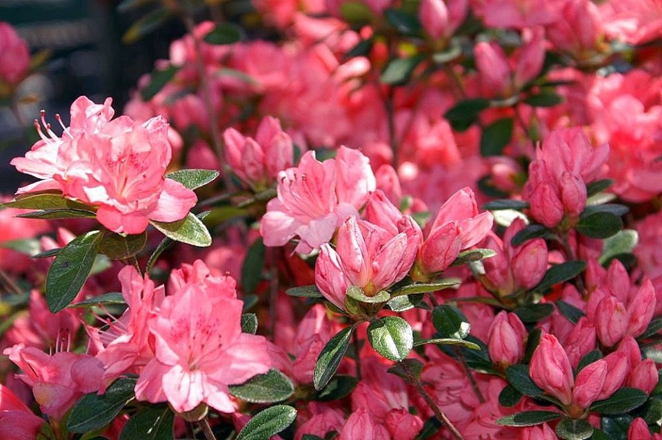 Azalea Blaauws Pink