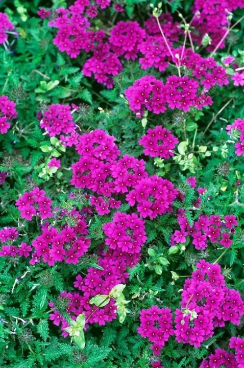 Verbena Rapunzel