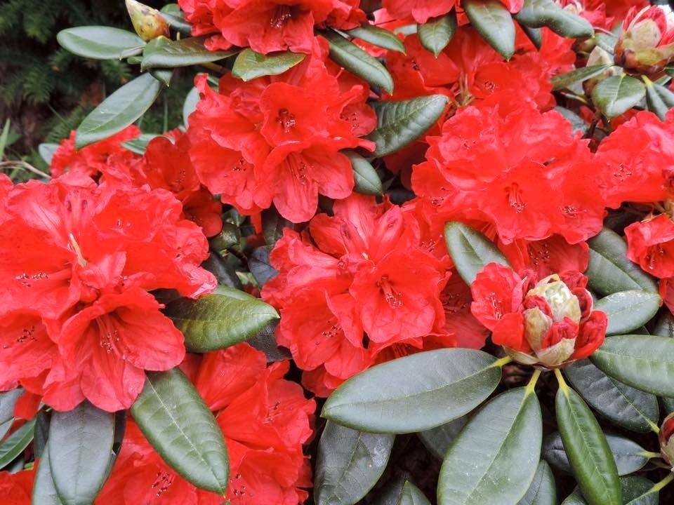 Rhododendron Raging Bull