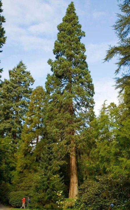 Sequoia sempervirens Korbel