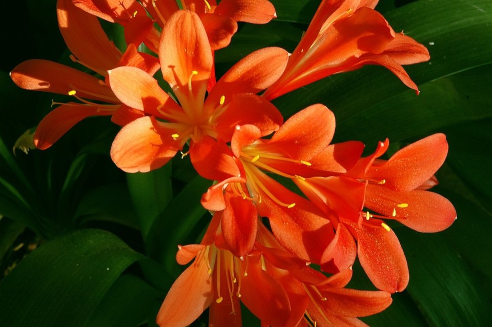 Clivia Red - The Dramatic Evergreen with Deep Red Blooms | The Plant Store