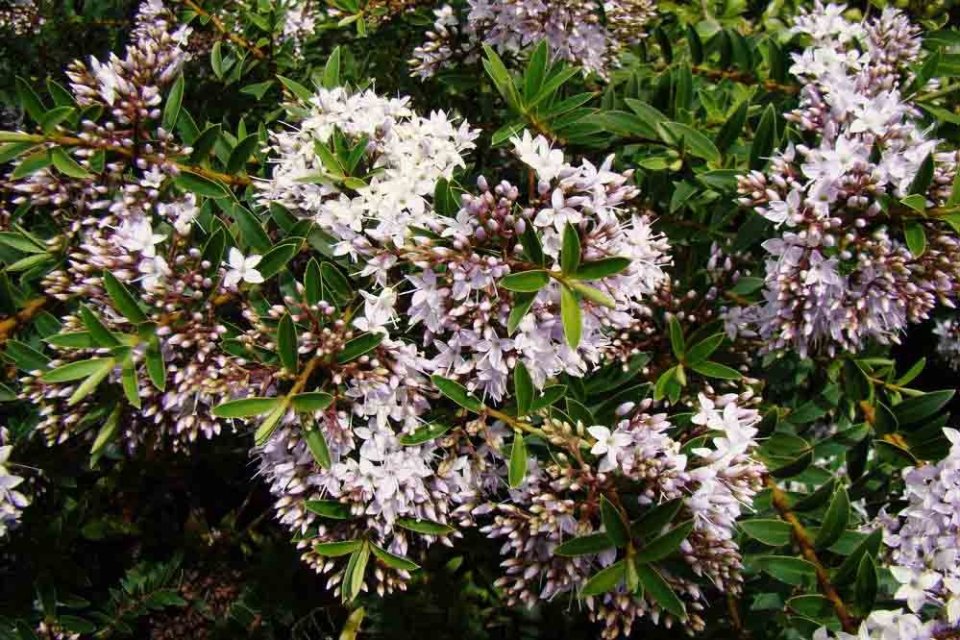 Hebe diosmifolia Wairua Beauty | Hardy Native Shrub | The Plant Store