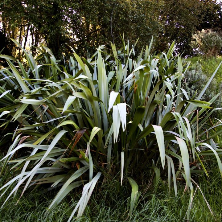 Phormium tenax | New Zealand Flax | The Plant Store NZ