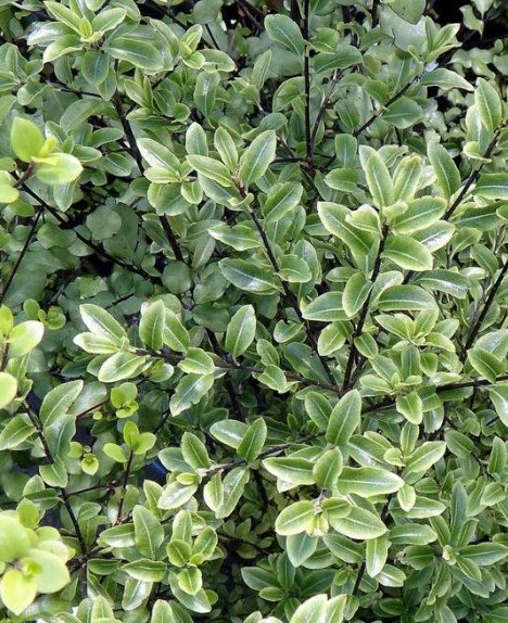 Pittosporum Mountain Jade 