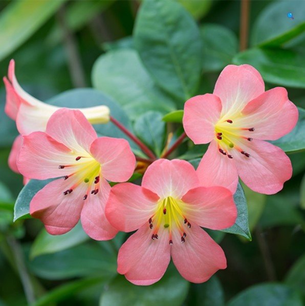 Rhododendron Vireya Kisses | The Plant Store NZ