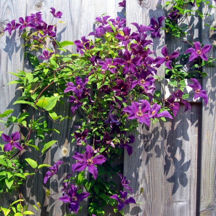 Clematis Kacper | Purple-Flowered Perennial Climber | The Plant Store NZ