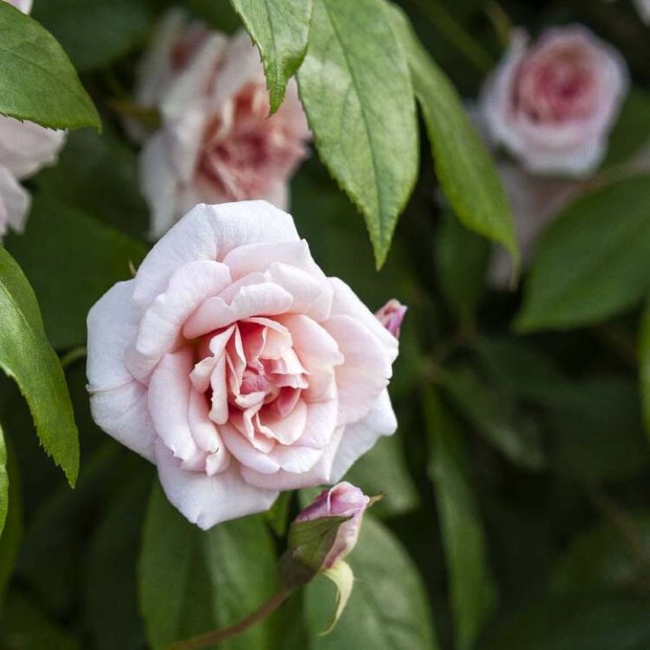 Rose Cecile Brunner | Sweetheart Climbing Rose | The Plant Store NZ