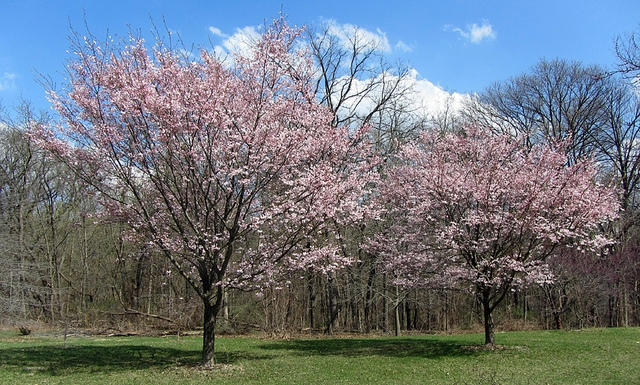 Prunus Accolade | Flowering Cherry | The Plant Store NZ