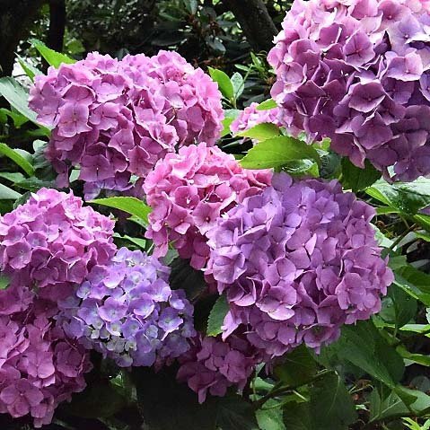 Hydrangea Renate Steiniger | Vibrant Summer Flowers | The Plant Store NZ