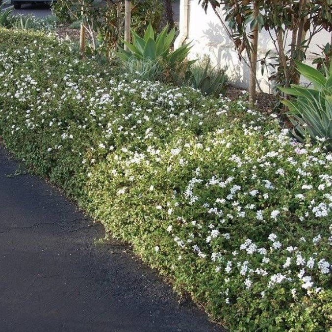 Lantana montevidensis White Lightning | White Trailing Lantana | The ...