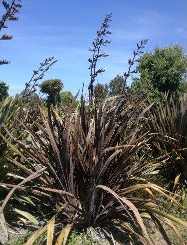 Phormium tenax Purpureum | Purple New Zealand Flax | The Plant Store