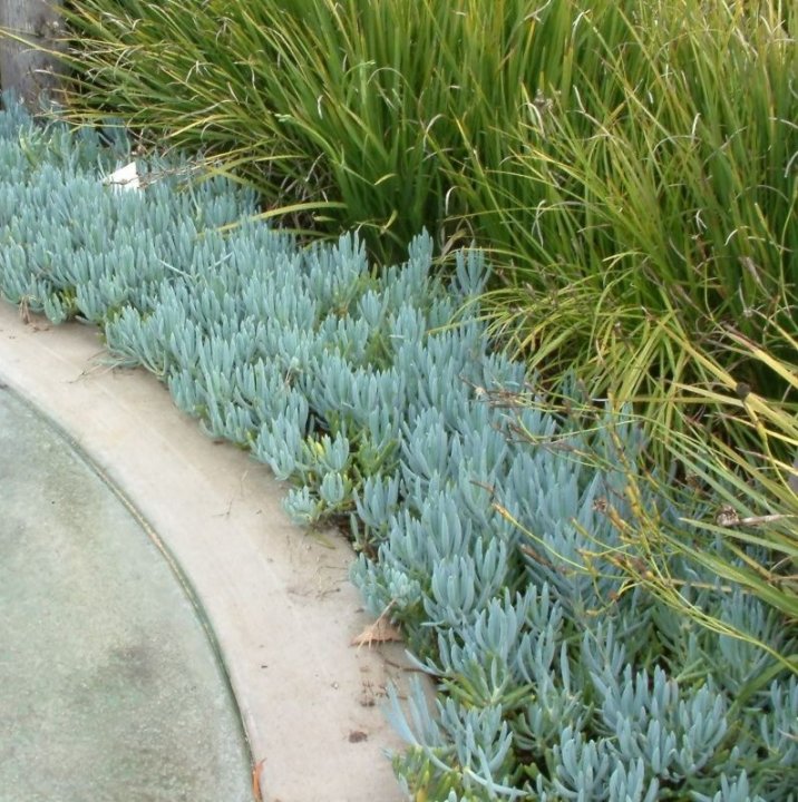 Senecio serpens - The Striking Blue Chalksticks Succulent | The Plant Store