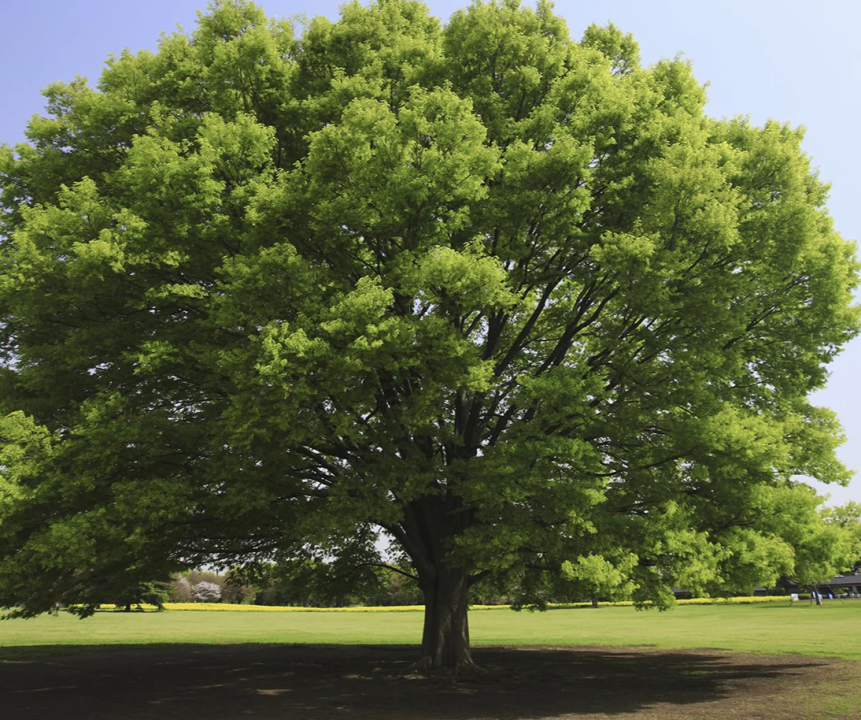 Zelkova serrata | Japanese Elm | The Plant Store NZ