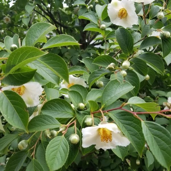 Stewartia pseudocamellia | Japanese Stewartia | The Plant Store NZ