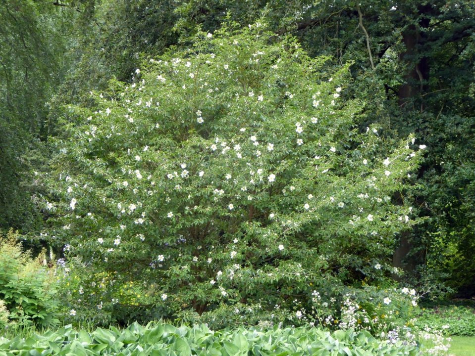 Stewartia Pseudocamellia 