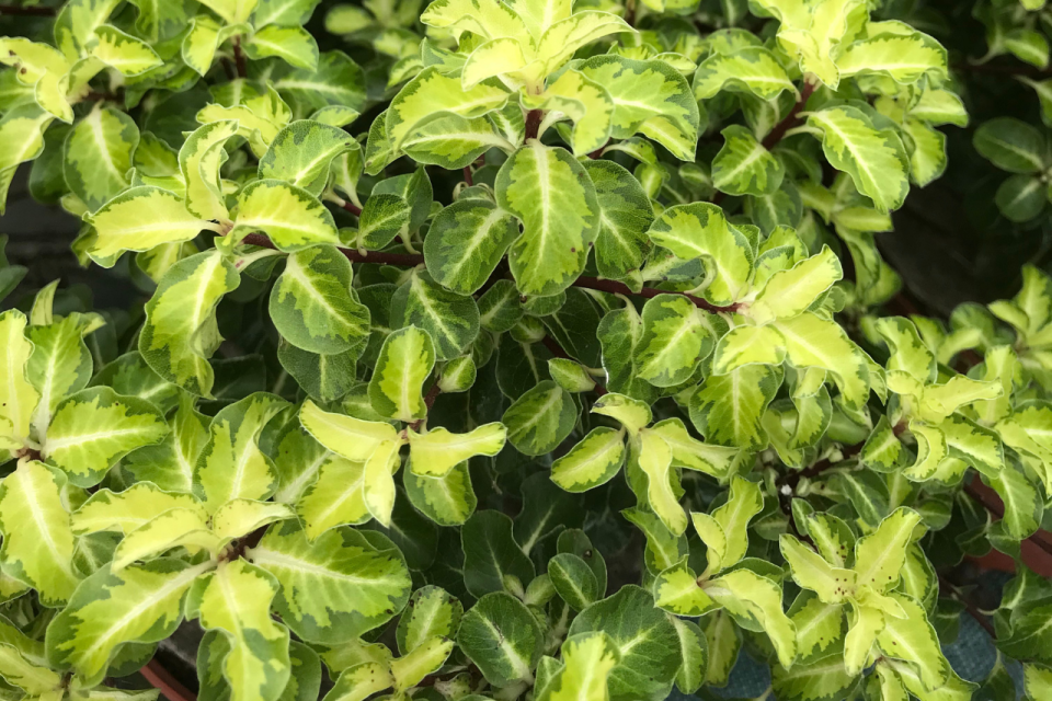 Pittosporum Gold Star