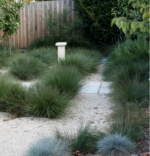 Lomandra Seascape - A Hardy and Graceful Ornamental Grass | The Plant Store