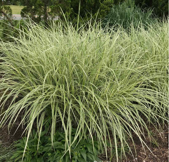 Miscanthus sinensis Variegata - A Striking Ornamental Grass | The Plant ...