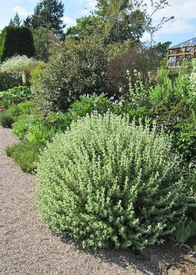 Ballota pseudodictamnus | False Littany | The Plant Store NZ