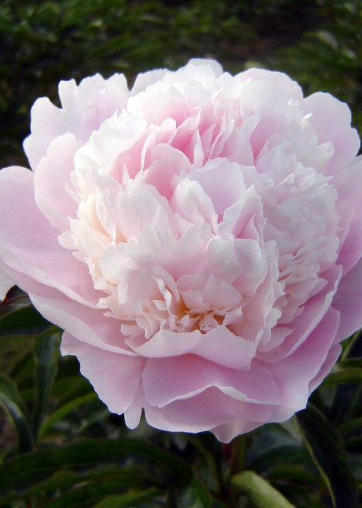 Peony Alertie | Ruffled Pink Peony | The Plant Store NZ