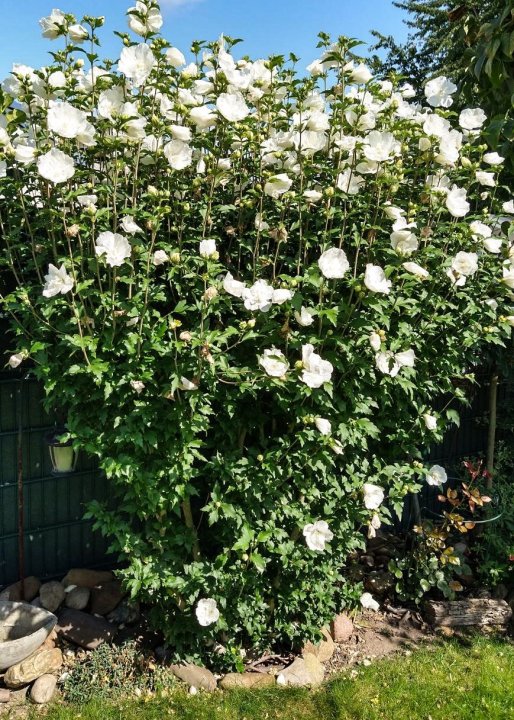 Hibiscus syriacus White Chiffon | Rose of Sharon | The Plant Store