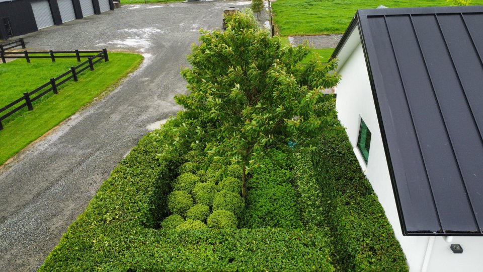 Flat Pack Garden - Griselinia, Pittosporum & Pachysandra