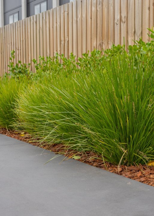 Lomandra Lime Tuff | Drought-Resistant Australian Grass | The Plant ...