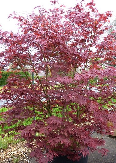 Acer palmatum Burgundy Lace | Japanese Maple | The Plant Store NZ