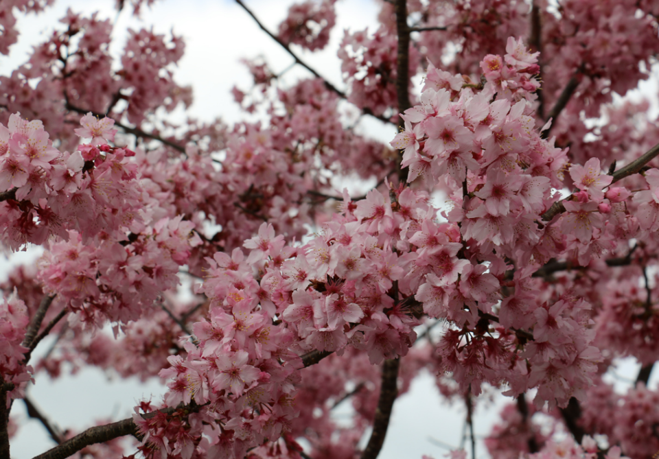 Prunus campaulata Pink Cloud - Bare-Rooted | Flowering Cherry | The ...