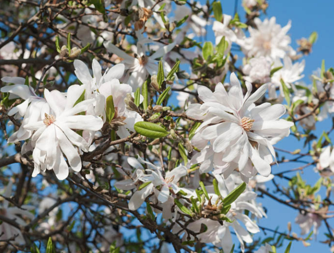 Magnolia stellata Centennial - Bare-Rooted | Star Magnolia | The Plant ...