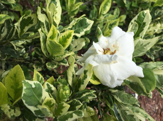 Gardenia Variegata | Variegated Gardenia | The Plant Store