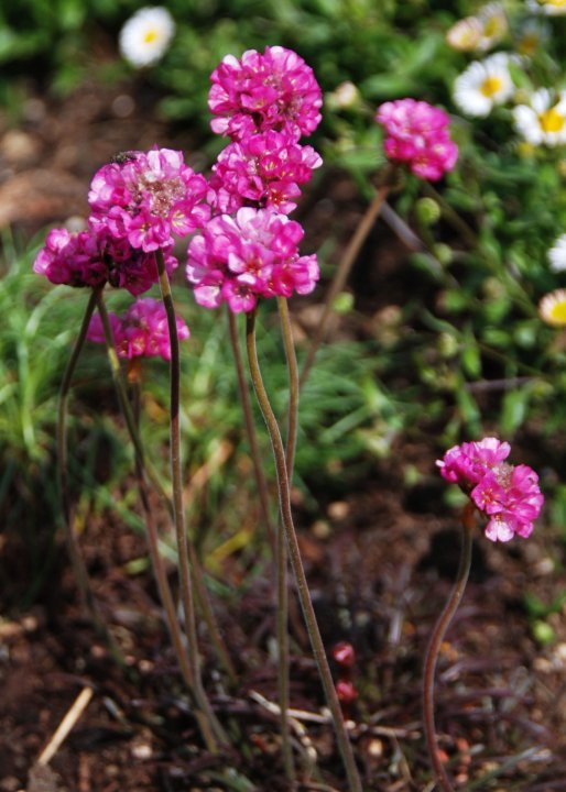 Armeria maritima Rubra