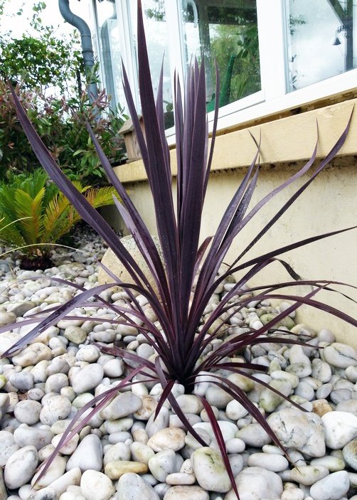 Cordyline Black Knight | Purple Cabbage Tree | The Plant Store