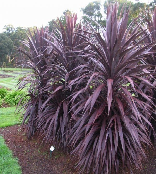 Cordyline Purple Tower | Cabbage Tree | The Plant Store