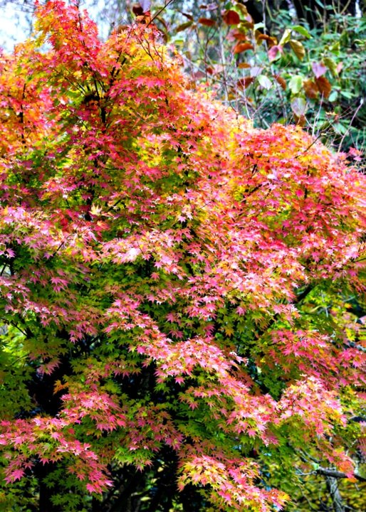 Acer palmatum Orange Dream | Japanese Maple | The Plant Store NZ