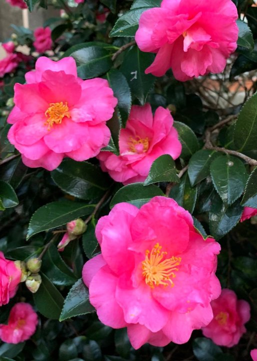 Camellia Dwarf Shishi | The Plant Store