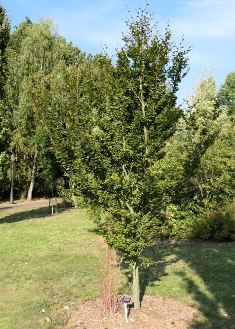 Fagus Cockleshell | European Beech | The Plant Store NZ