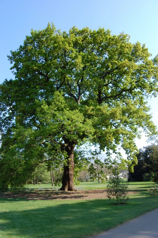 Quercus petraea x robur - Field-Grown