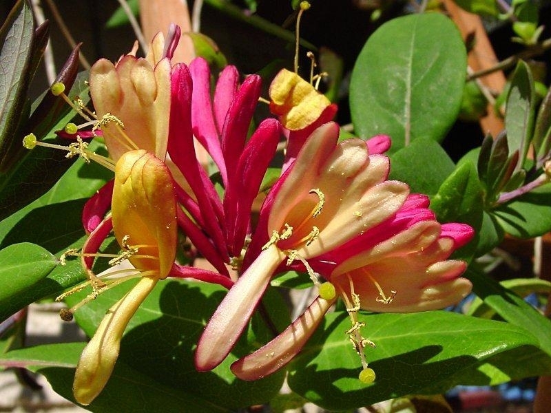 Lonicera Goldflame | Fragrant Honeysuckle | The Plant Store NZ