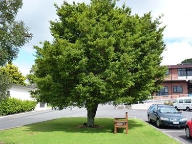 totara podocarpus nz trees tree price