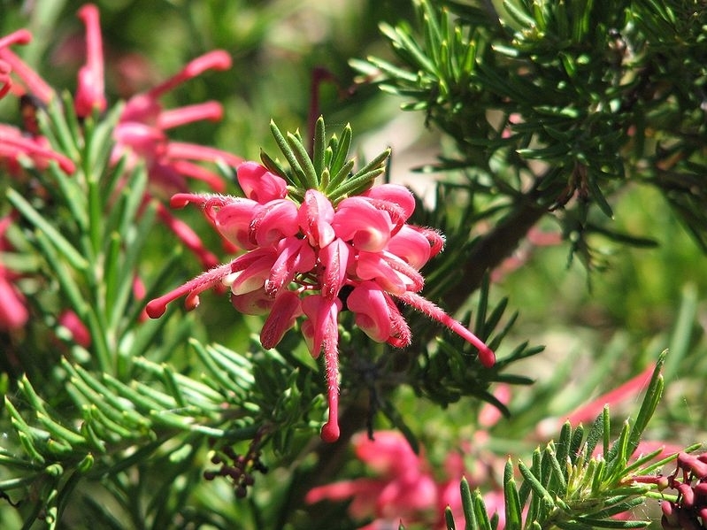 Grevillea Nancy Otzen - PB6.5