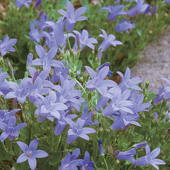 Campanula Resholt's Variety - 14cm pot