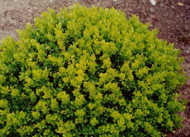 Berberis thunbergii Kobold | Japanese Barberry | The Plant Store NZ