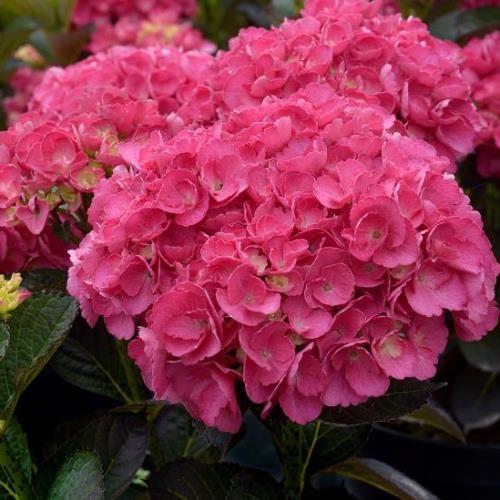 Hydrangea Bloody Marvellous | Vibrant Pink-Red Flowers | The Plant Store