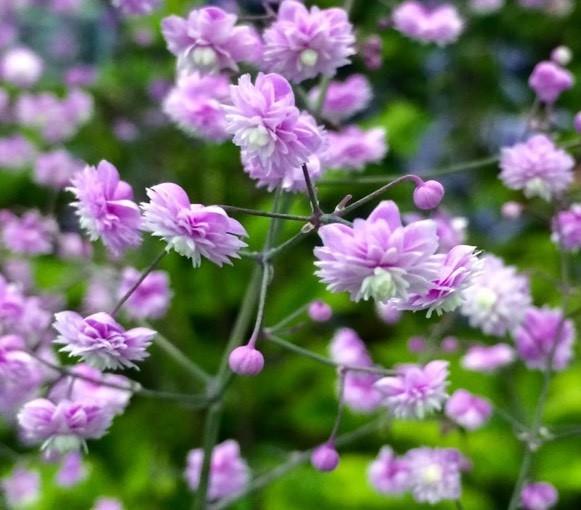 Thalictrum Hewitts double